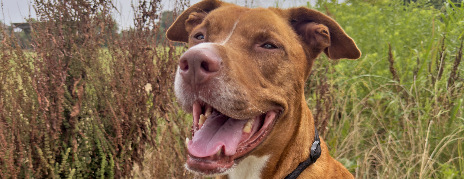 Fundraise to Save Pets